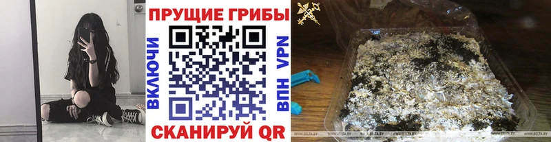 как найти   Кемь  Псилоцибиновые грибы Cubensis 
